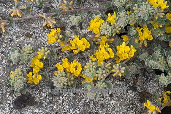 acmispon argophyllus var fremontii 1 graphic